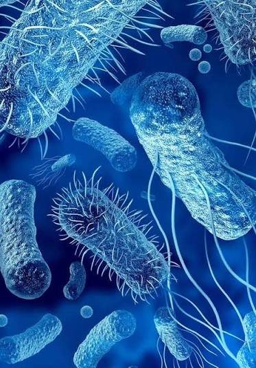 Escherichia coli bacteria under high magnification